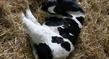 Dyspepsie lýtek: příznaky a kontrolní opatření